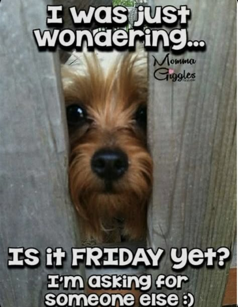 Happy Friday Humour, Is It Friday Yet, Is It Friday, Dog Peeking, Days Of The Week Quotes, It Friday, Thursday Quotes, Good Morning Funny Pictures, Friday Quotes Funny