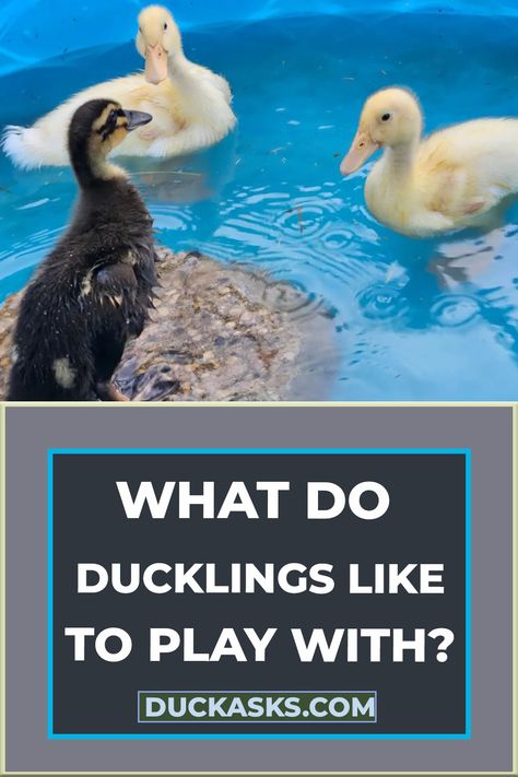 What Do Ducklings Like To Play With Diy Duck Ponds Backyard Simple, Duckling House Diy, Toys For Ducks Diy, Duck Run Ideas Diy, Duck Toys For Coop, Duck Slide Diy, Duck Treats, Duck Pool, Duck Enrichment