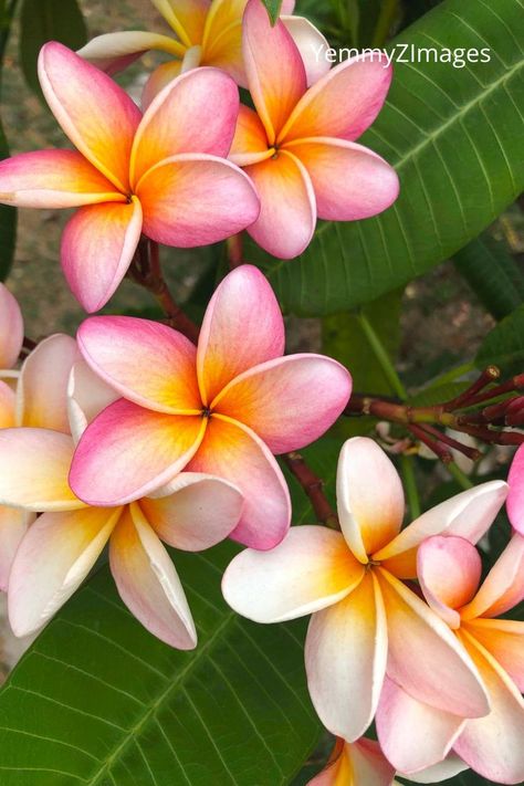 Beautiful tropical flowers in a park in Merida Mexico. #tropicalflowers #pink #white #flower #floral #fauna #park #parque #garden #jardin #peaceful #vacation #merida #mexico #yucatan #print #printondemand #canvasprint #artprint #photographicprint #travelprint #gift #decoration #uniquegift White Plumeria Flowers, Mexico Flowers, White Plumeria, Fav Flower, Tropical Art Print, Merida Mexico, Mexican Flowers, Plumeria Flowers, Plant Photography