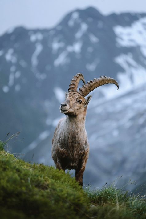 Download free image of Alpine ibex in Chamonix Alps in France by Jack Anstey about ibex, horns, goat, mountain, and view 1218761 Animals Wallpaper Aesthetic, Goat Photos, Wallpaper Aesthetic Nature, Cute Animals Wallpaper, Ibex Goat, Goat Pictures, Alpine Ibex, Goat Paintings, Goat Picture