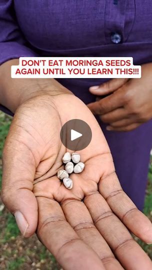 28K views · 12K reactions | Moringa Seeds Benefits 💥 | Eliyah Mashiach | eliyahmashiach_ · Original audio Moringa Seeds Benefits, Benefits Of Moringa Seeds, Homemade Tortilla Recipe, Learning Herbs, Moringa Benefits, Curcumin Benefits, Moringa Seeds, Homemade Tortilla, Seeds Benefits