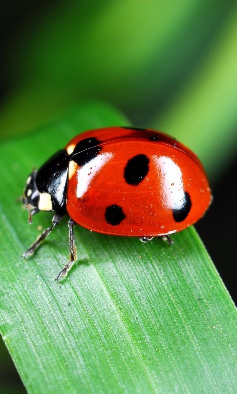 Picture of a red ladybug on a leaf. #insect #red #ladybug Ladybug On A Leaf, Red Insects, Pictures Of Insects, Leaf Animals, Lady Beetle, Ladybug Art, Wild Animals Pictures, Beautiful Bugs, Insect Art