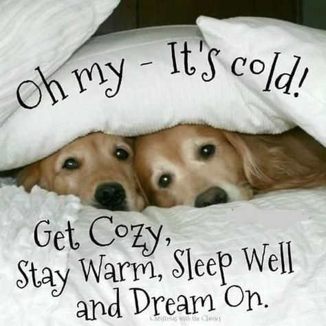 Dogs like to Snuggle up too! #dogs #puppies #snuggle #keepwarm #blankets #homeweethome🏡 #lovemyhome #pets #mansbestfriend #lovemydogs 🐶 #sleepwell #dreams Good Night Cold Night Quotes, Good Night Cold Weather Quotes, Stay Warm Quotes Funny, Good Night Stay Warm, Stay Warm Quotes Cold Weather, Good Morning Stay Warm, Stay Warm Quotes, Good Night Animals, Winter Goodnight