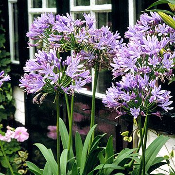 Gardening In Florida, Agapanthus Plant, Agapanthus Africanus, Florida Gardens, Florida Flowers, African Lily, Florida Native Plants, Florida Landscape, Florida Landscaping