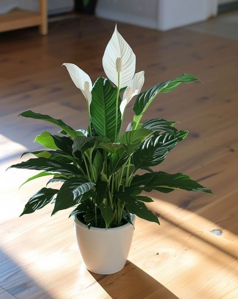 11 ways to get your peace lily to bloom Potted Peace Lily, Peace Lily In Bedroom, Peace Lily Decor Ideas, Indoor Peace Lily, Lily Plants Indoor, Peace Lilly Plants Decor, Peace Lily Decor, Japanese Peace Lily, Peace Lily Indoor