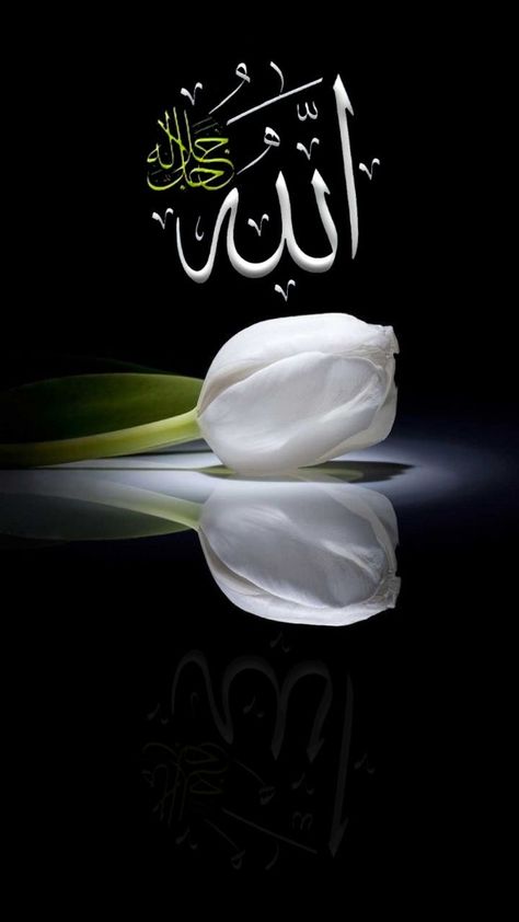 Allah Name Dpz, Muhammad Name Dp, Allah Name Wallpaper, Muhammad Name, Medina Wallpaper, Islamic Whatsapp Dp, Flower Images Wallpapers, Whatsapp Dpz, Allah Name