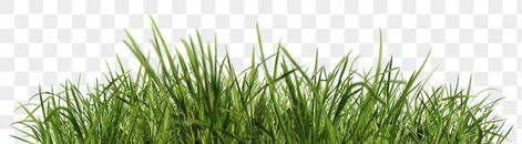 Green Grass Png, Grass Png, Png Border, Modern Classic Interior, Png Images Free, Architecture Concept Drawings, Architecture Concept, Photography Images, No Background