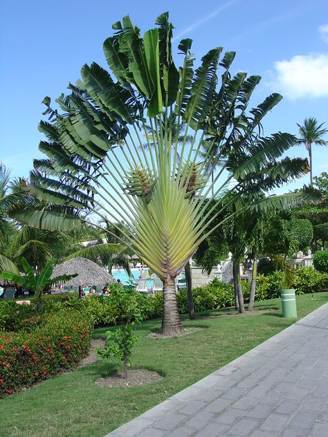 Ravenala Madagascariensis, Palm Trees Garden, Palm Trees Landscaping, Weird Trees, Amazing Trees, Tropical Garden Design, Tropical Tree, Outdoor Gardens Design, Unique Trees