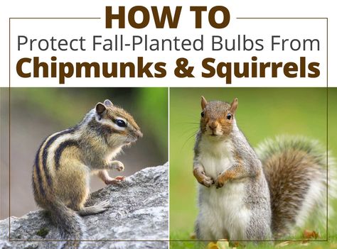 Fall Planting Guide, Get Rid Of Squirrels, Garden Tricks, View Flower, Deer Repellant, Love Your Garden, Longfield Gardens, Planting Guide, Fall Planting