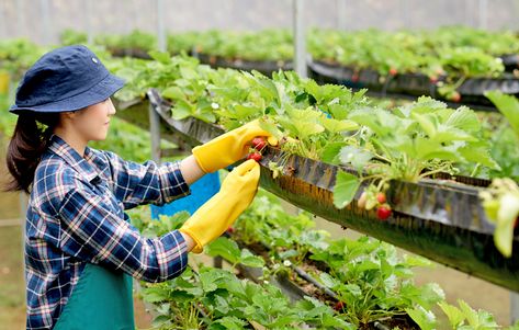 How vertical farming can be beneficial in agriculture industry Hydroponic Vegetables, Greenhouse Farming, Commercial Farming, Commercial Greenhouse, Farming Technology, Farming Techniques, Farming System, Female Farmer, Crop Production