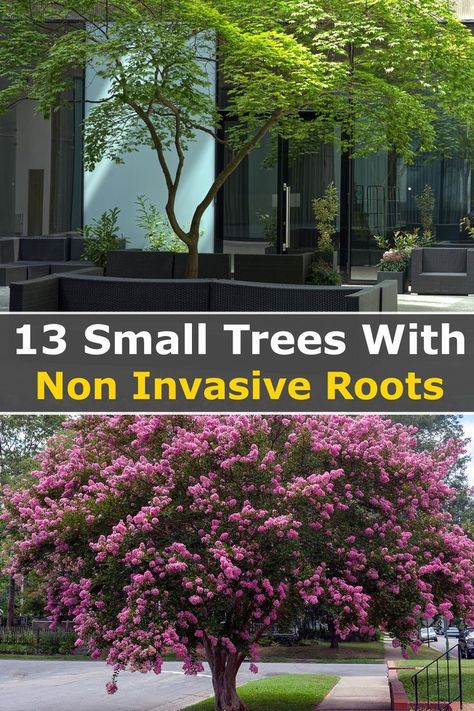 Trees With Non Invasive Roots, Small Landscape Trees, Landscaping Trees, Front Yard Garden Design, Garden Wallpaper, Have Inspiration, Casa Exterior, Home Landscaping, Garden Yard Ideas