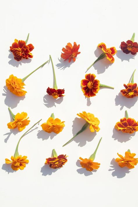 Marigold flower heads are laid out on white background. Knolling. Healing herbs. Flowers For Each Month, Flowers And Their Meanings, Olive Tattoo, Flower Palette, 20th Wedding Anniversary Gifts, Green Aura, September Flowers, Witch Spells, Cosmos Flowers