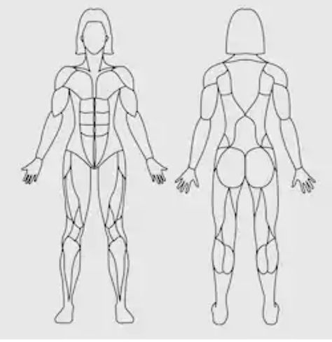 Tech Priestess, Muscular System Labeled, Female Muscular, Muscular System Anatomy, Biology Drawing, Anatomy Female, Quality Drawing, Youtube Drawing, Muscular System