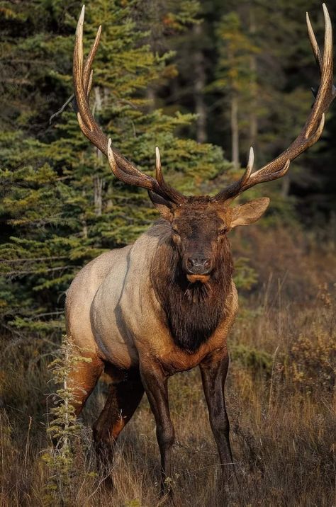 Elk Pictures, Elk Photography, Animal Photography Wildlife, Big Deer, Hunting Pictures, Deer Camp, North American Wildlife, Deer Photos, Bull Elk