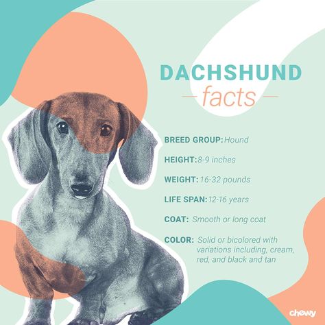 Dachshund Dog Breed: Facts, Temperament and Care Info Dachshund Temperament, Short Haired Dachshund, Mini French Bulldogs, Dachshund Facts, Standard Dachshund, Dachshund Rescue, Dachshund Breed, Wire Haired Dachshund, Doxie Dogs