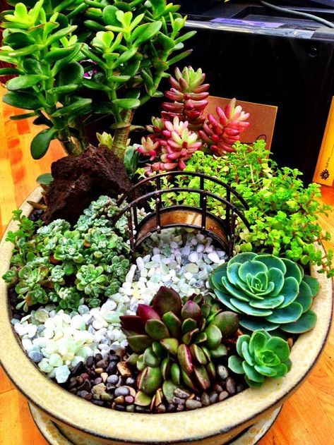 Indoor Mini Garden, Mini Succulent Garden, Kaktus Dan Sukulen, Bonsai Seeds, نباتات منزلية, Succulent Seeds, Bonsai Flower, Fairy Garden Designs, Succulent Garden Diy