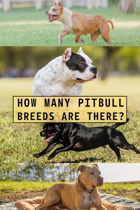 How Many Pitbull Breeds Are There? Pitbull Bull Terrier, Pitbull Breeds, Pitbull Types, American Pitbull, Pit Bull Terrier Mix, Answer The Question, American Staffordshire Terrier, Pitbull Mix, American Staffordshire