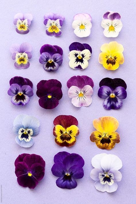 Pansy Tattoo, Art Coquillage, Fleurs Diy, Pansy Flower, Purple Pansy, Pansies Flowers, Purple And Yellow, Deco Floral, Clay Flowers