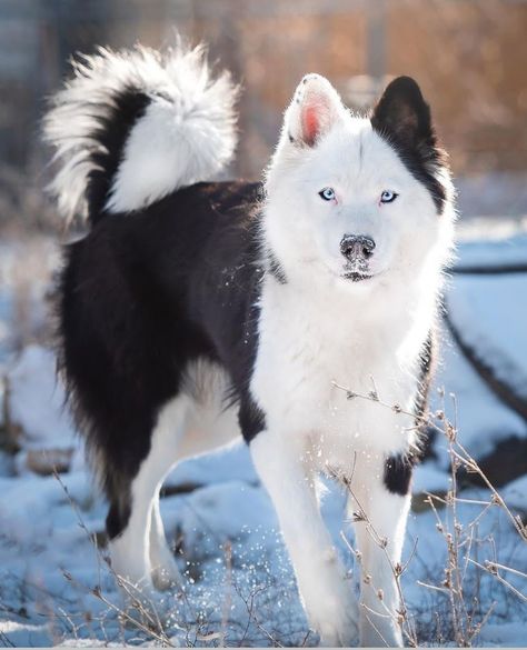 Unique Wolf Colors, Beautiful Dogs Breeds Unique, Unique Wolves, Yakutian Laika, Unique Dogs, Cool Dogs, Hilarious Dogs, Most Beautiful Dog Breeds, Rare Dogs