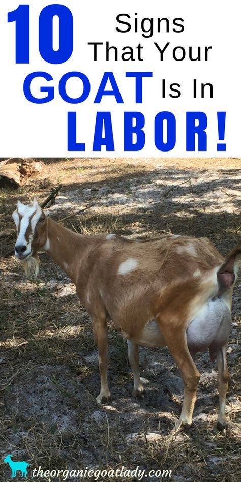 10 Signs That Your Goat Is In Labor, Goat Pregnancy, Goat Care, Homestead Info, Raising Goats Ideas Trimming Goat Hooves, Goat Pen Ideas, Goat Hooves, Goats For Beginners, Nubian Goats, Goat Toys, Goat Health, Goat Breeds, Goat Milking