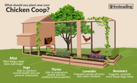 Chicken Coop Garden, Backyard Chicken Coop Plans, Diy Chicken Coop Plans, Chicken Coup, Backyard Chicken Farming, Chickens And Ducks, Coop Design, Chicken Coop Designs, Chicken Coop Ideas