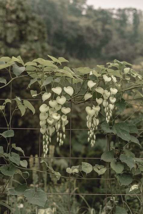 Transform your garden with this stunning heart-leaved vine! Perfect for adding elegance and a touch of nature to your outdoor spaces.  Share your favorite garden vines below! 🌿💚 . #homeandgarden #betterhomesandgardens #homegardening #homesandgardens #homegarden #gardenhome #gardeningathome #flowers #plants #beautifulflowers Creeping Wire Vine, Overgrown Flowers, Vines Outdoor, Plant Vines, Ivy Flower, Ivy Plant, Vines And Flowers, Garden Vines, Ivy Plants