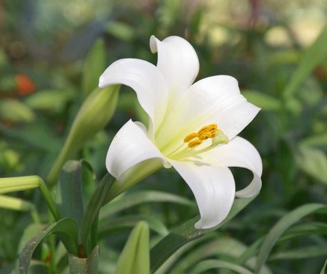 Easter Lily Care, Easter Lily Flower, Easter Lilies Painting, Lily Meaning, Lily Animal, White Lily Photography, Lily Asiatic, Lily Care, Trumpet Lily