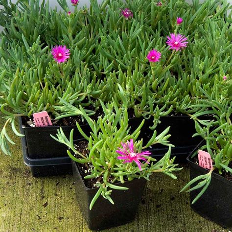 Tropical Ground Cover Plants, Pink Grass Plant, Ice Plant Ground Cover, Ice Plant Flower, Pink Breath Of Heaven Plant, Pink Flower Top, Delosperma Cooperi, Perennial Ground Cover, Knockout Roses