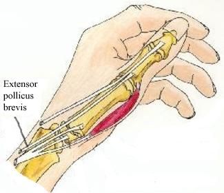 De Quervain's tenosynovitis - washerwoman's sprain The Hand, Aurora Sleeping Beauty, Health