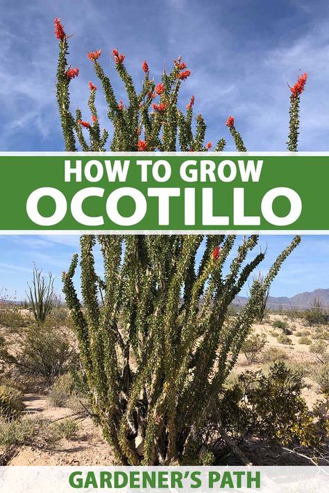 Growing and caring for ocotillo is easy! This stunning desert-dwelling plant is a gorgeous focal point in xeriscaped gardens that adds intrigue to the landscape. Their vibrant flowers attract pollinators that enjoy the nectar, and the tall branches are stunning against blue skies. #ocotillo #xeriscaping #gardenerspath Ocotillo Cactus, Tall Cactus Plants, Ocotillo Plant, Desert Plants Landscaping, Arizona Backyard Landscaping, Cactus Garden Design, Desert Landscaping Backyard, Arizona Plants, Cactus Garden Landscaping