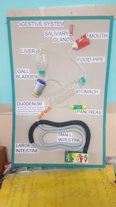 Explanation of the digestive system using waste. Endocrine System Project Model, Digestive System Project Ideas, Human Digestive System Project, Digestive System Project For Kids, Diy Digestive System Model, Digestive System For Kids Project, Digestion Project, Digestive System Model Project, Digestive System Diagram Project