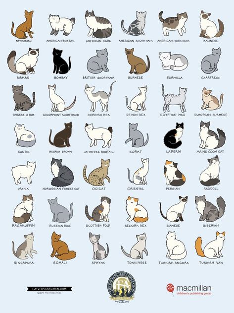 THE CATS BREEDS Dog Breeds Chart, Cat Breeds Chart, American Bobtail, Ocicat, Cat Language, Types Of Cats, 강아지 그림, Cats Breeds, Cat Facts