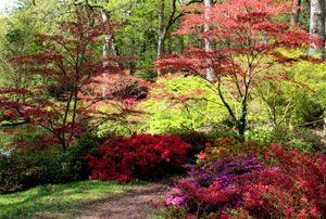 Japanese Acer Garden, Acers In The Garden, Red Maple Tree Landscaping, Japanese Maple Tree Landscape, Maple Tree Landscape, Japanese Maple Garden, Acer Trees, Chicago Bungalow, Planting Combinations