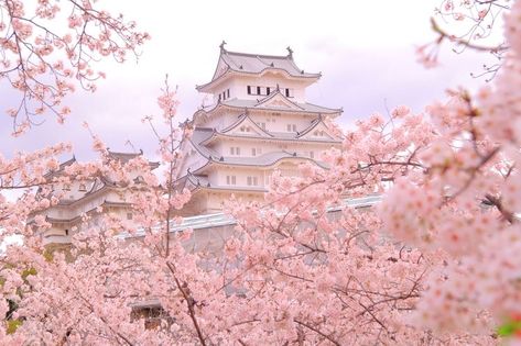 Japan Cherry Blossom, Cherry Blossom Wallpaper, Himeji Castle, Cherry Blossom Japan, Japan Sakura, Soft Pink Theme, Sakura Tree, Sakura Flower, Wallpaper Laptop