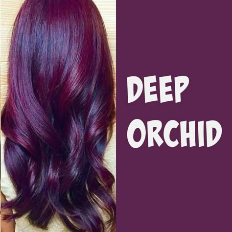 Deep orchid Burgundy Violet Hair, Purple And Burgundy Hair, Plum Red Hair Color, Red And Purple Highlights, Deep Plum Hair Color, Dark Violet Hair Color, Hair Color Dark Purple Deep, Dark Violet Hair Brown Deep Purple, Mulberry Hair Color