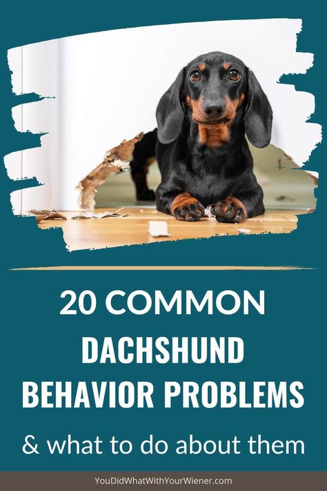 Dachshund Personality, Winnie Dogs, Dachshund Facts, Dachshund Colors, Dachshund Puppy Training, Dachshund Training, Dachshund Breed, Miniature Dachshunds, Wiener Dogs