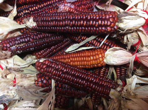 This flint corn was grown for seed during Summer 2021. Flint Corn, Farm Stuff, Farm Gardens, Greenhouses, Corn, Seeds, Custom Design, Red, Quick Saves