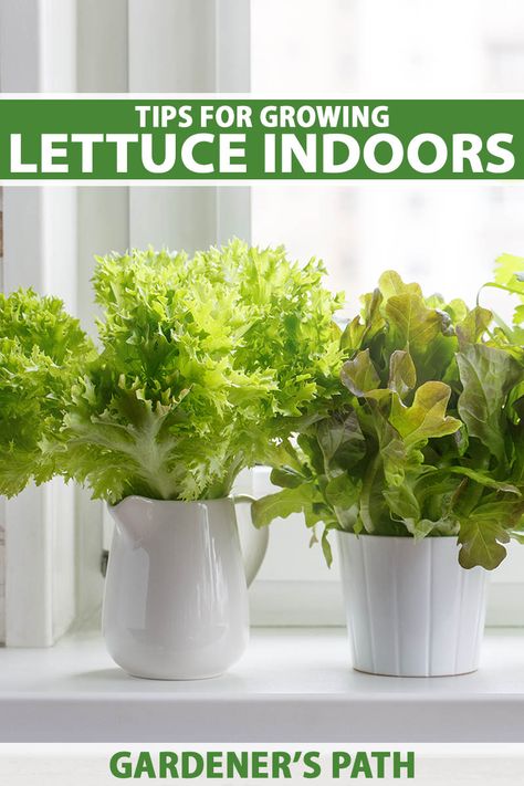 Romaine Lettuce Growing, Growing Lettuce Indoors, Indoor Hydroponic Gardening, Hydroponic Lettuce, Planting Lettuce, Grow Lettuce, Growing Vegetables Indoors, Growing Food Indoors, Path Landscape