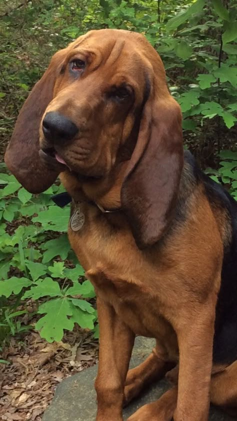 Bloodhound Aesthetic, Red Tick Coonhound, Extra Large Dog Breeds, Blood Hounds, Bloodhound Puppies, Blood Hound, Types Of Dogs Breeds, Bloodhound Dogs, Aesthetic Dogs