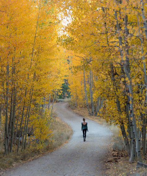 15 things to do in South Lake Tahoe: The Ultimate Outdoor Guide! Lake Tahoe Fall, Lake Tahoe Hiking, Fall Hikes, Cascade Falls, Adventurous Things To Do, Alpine Meadow, Canyon Road, Beach Road, Fall Hiking