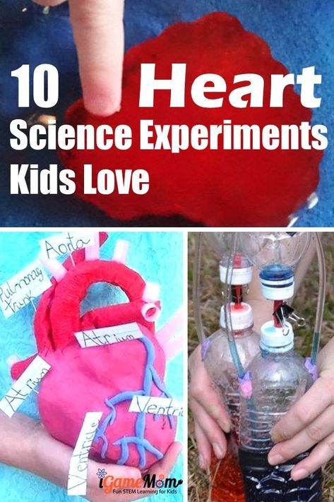 Heart science experiments for kids to learn heart anatomy, physiology, function. Great STEM activities for Valentine's Day at school, at home, for homeschool. Human Body Biology, Human Body Unit Study, Heart Science, Human Body Projects, Human Body Science, Human Body Activities, Science Experiments For Kids, Experiments Kids, Human Body Unit