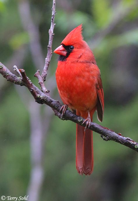 Northern Cardinal Photography, Red Bird Aesthetic, Color Theory Portrait, Pheasant Photos, Cardinal Aesthetic, Cardinal Reference, Oak Tree Illustration, Cardinal Photography, Cardinal Photo