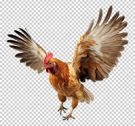 Premium PSD | Chicken flying open wings isolated on transparent background Chicken Reference Drawing, Chicken Reference Photo, Chicken Reference, Wings Reference, Flying Chicken, Chicken Photography, Chicken Dragon, Fly Drawing, Open Wings