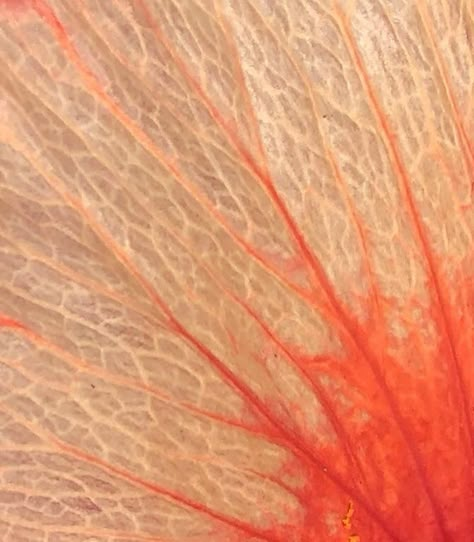 Closeup of a hibiscus petal...I love the intricacy and color. Flower Microscope, Close Up Nature Photography, Flowers Close Up, Close Up Plants, Close Up Art, Nature Texture, Geometry In Nature, Plant Texture, Flower Close Up