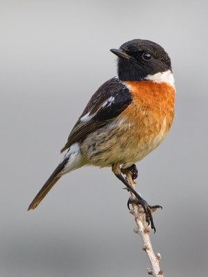 Bird Parakeet, Stonechat, Birds Wings, Bird Reference, Bird Identification, British Birds, Wood Animal, British Wildlife, Bird Artwork