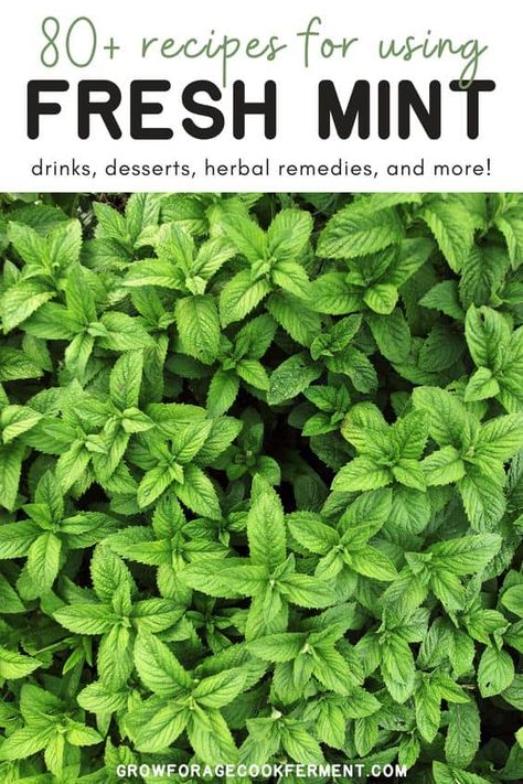 Mint Herb Recipes, Things To Make With Mint Leaves, Herb Recipes Food, Recipes Using Mint Leaves, Cooking With Herbs Recipes, What To Do With Fresh Mint, Fresh Mint Uses, Recipes With Fresh Mint, Fresh Mint Recipes