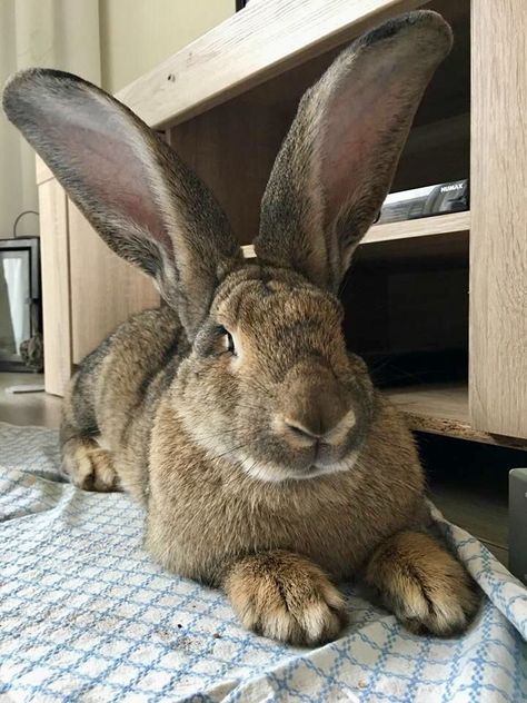 Giant Flemish Rabbit, Flemish Rabbit, Giant Rabbits, Flemish Giant Rabbit, Large Bunny, Giant Rabbit, Flemish Giant, Giant Bunny, Raising Rabbits