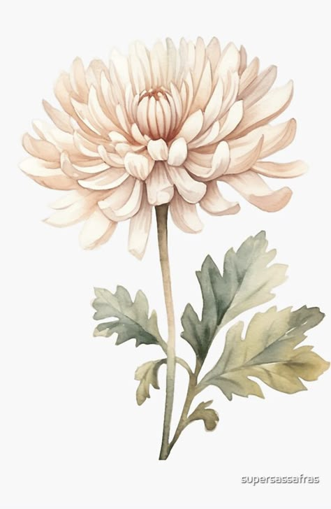 Chrysanthemum Botanical Illustration, Crisanthiums Flower, Chrysanthemum Flower Drawing, Crisantemo Tattoo, Watercolor Chrysanthemum, Chrysanthemum Drawing, Tattoo Bouquet, Chrysanthemum Flower Tattoo, Chrysanthemum Watercolor