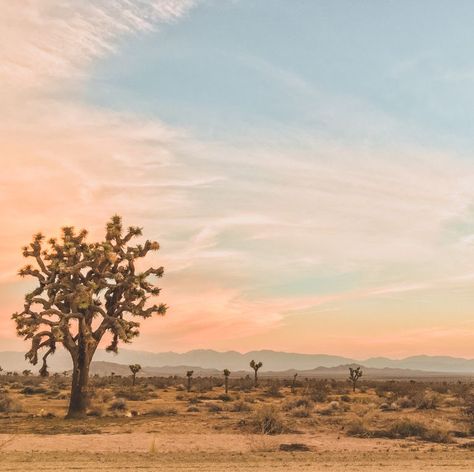 Joshua Tree Sunrise, Hope Character, Painting For Dad, Joshua Tree Home, Nevada House, Joshua Tree Airbnb, Sunrise Tattoo, Joshua Trees, Lovely Landscapes