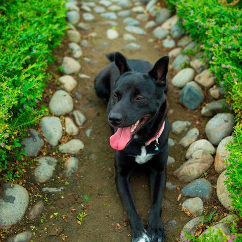 Dog Yard Ideas Backyards, Dog Friendly Backyard Landscaping, Dog Sensory Garden, Dog Friendly Landscaping, Dog Sensory, Dog Yards, Dog Yard Ideas, Outdoor Dog Area, Dog Friendly Garden